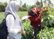 Petani Kentang Pemalang Aims