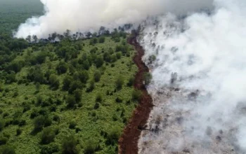 Chanee Kalaweit Ungkap Strategi Sekat Bakar untuk Cegah Api Karhutla Meluas