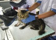 Dokter Hewan Kucing