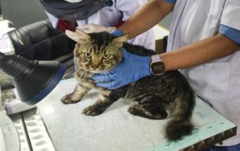 Pemilik Kucing dan Anjing Wajib Tahu, Mobil Klinik Hewan Hadir di Jakarta Hari Ini
