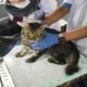 Pemilik Kucing dan Anjing Wajib Tahu, Mobil Klinik Hewan Hadir di Jakarta Hari Ini