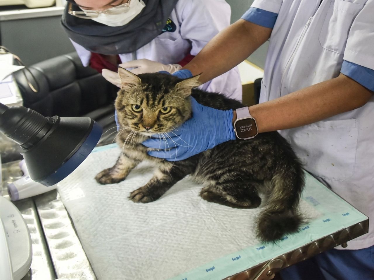 Dokter Hewan Kucing