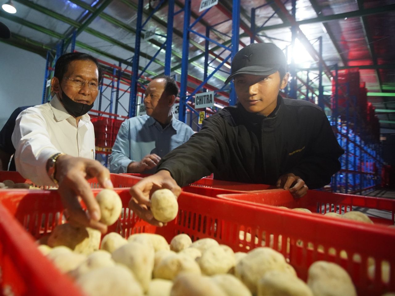 Kentang Unggulan Aims Kentang Chitra